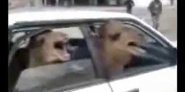 2 camels in a tiny car là gì - Nghĩa của từ 2 camels in a tiny car
