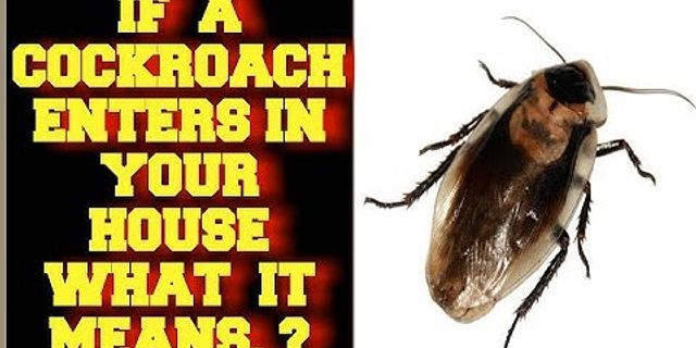 a cockroach là gì - Nghĩa của từ a cockroach