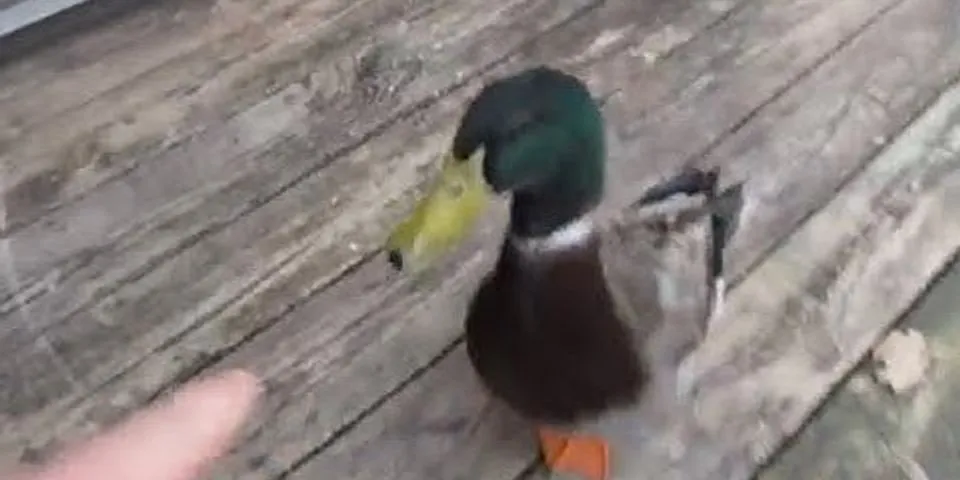 a duck là gì - Nghĩa của từ a duck
