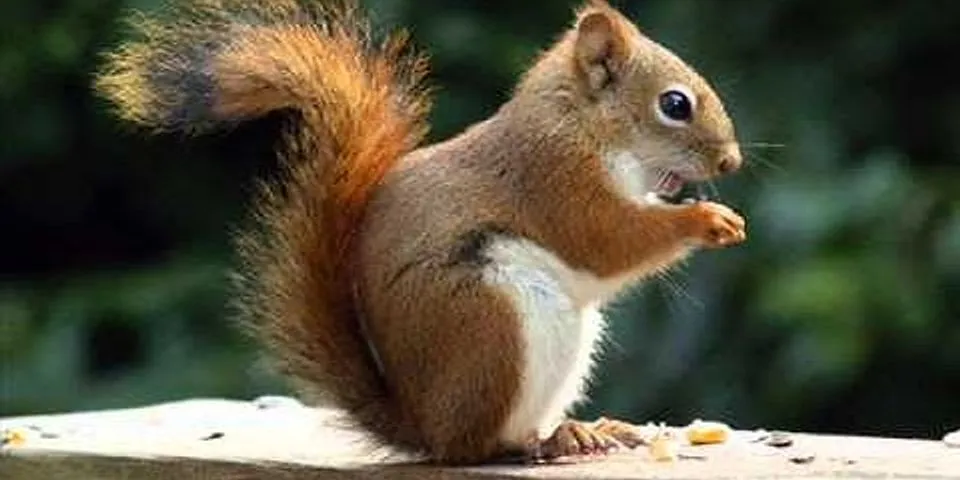 a squirrel là gì - Nghĩa của từ a squirrel