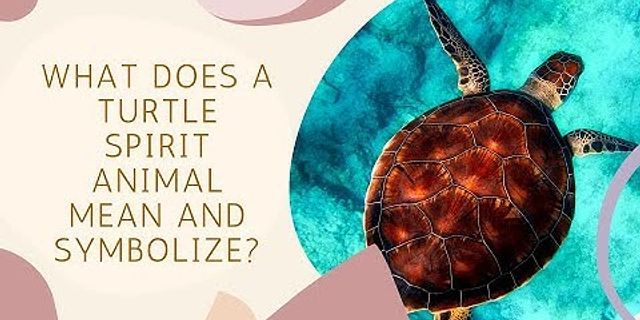 a turtle là gì - Nghĩa của từ a turtle