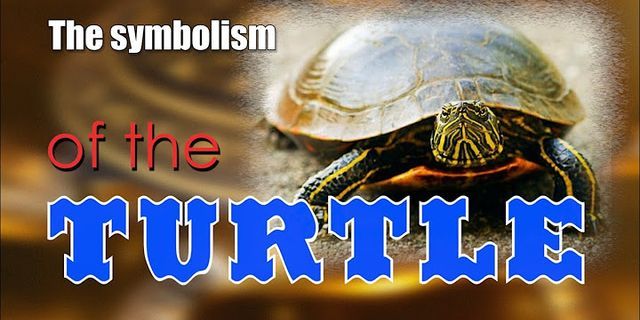 a turtles là gì - Nghĩa của từ a turtles