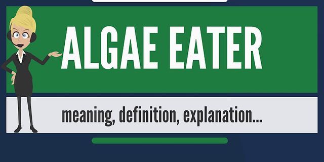 algae eater là gì - Nghĩa của từ algae eater