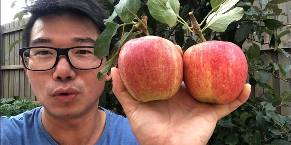 Apakah ada pohon apel di Indonesia?