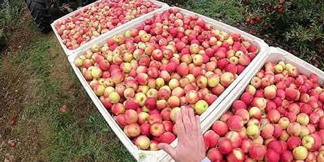 apple picking là gì - Nghĩa của từ apple picking