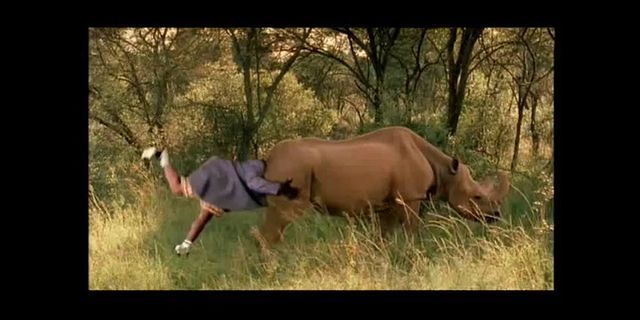 ass rhino là gì - Nghĩa của từ ass rhino