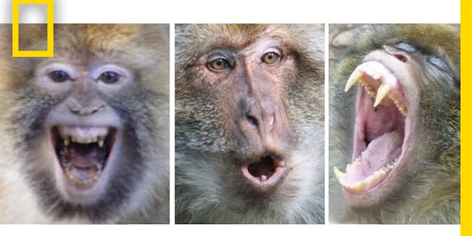 baboon face là gì - Nghĩa của từ baboon face