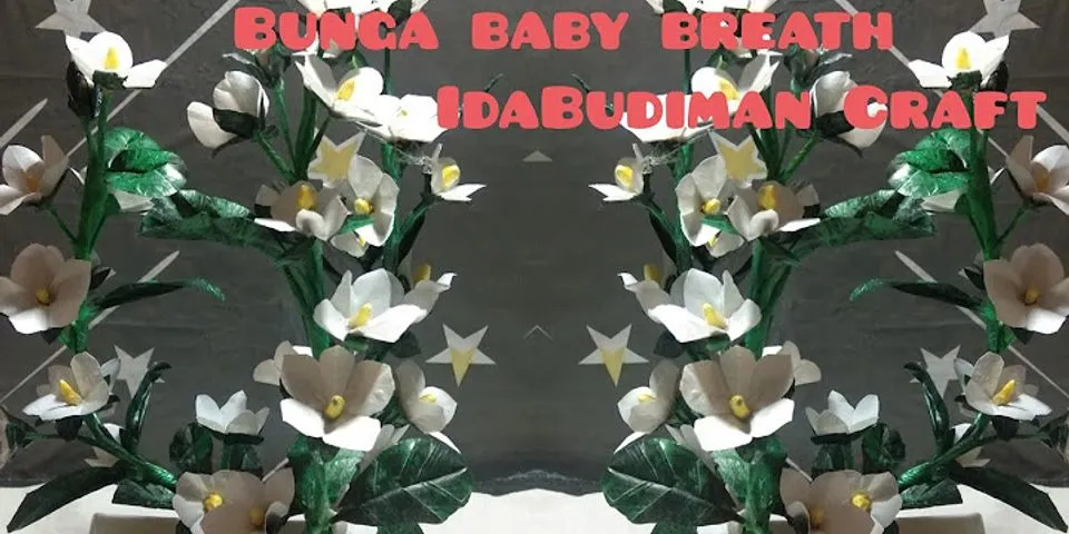 babys breath là gì - Nghĩa của từ babys breath