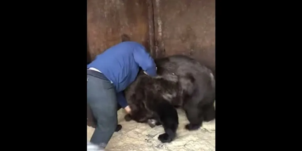 bear fight là gì - Nghĩa của từ bear fight