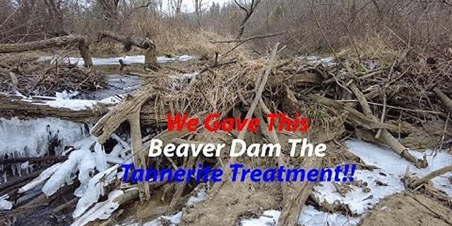beaver dam là gì - Nghĩa của từ beaver dam
