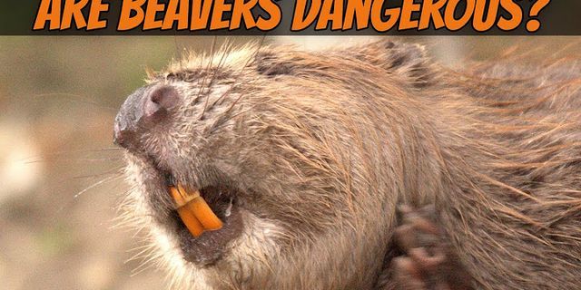 beavers là gì - Nghĩa của từ beavers