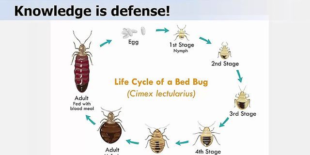 bed bug là gì - Nghĩa của từ bed bug
