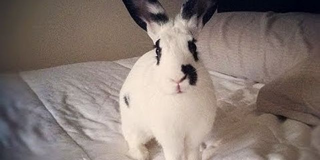 bed bunnies là gì - Nghĩa của từ bed bunnies