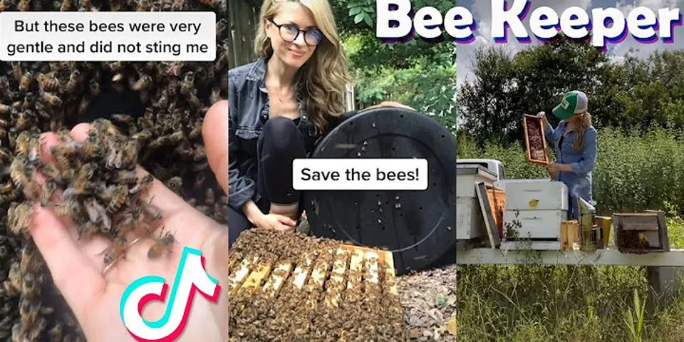 bee keepers là gì - Nghĩa của từ bee keepers