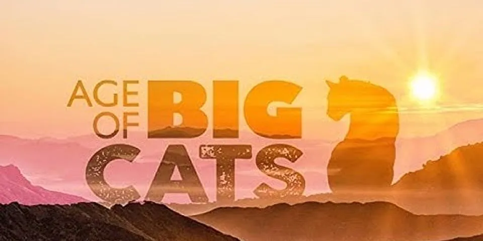 big cat là gì - Nghĩa của từ big cat