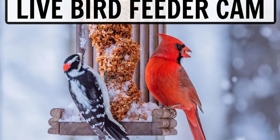 bird feeding là gì - Nghĩa của từ bird feeding