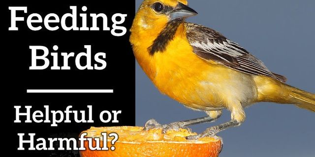 bird feed là gì - Nghĩa của từ bird feed