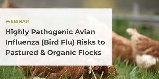 bird flu là gì - Nghĩa của từ bird flu