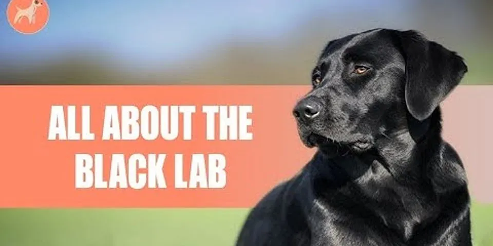 black labrador là gì - Nghĩa của từ black labrador