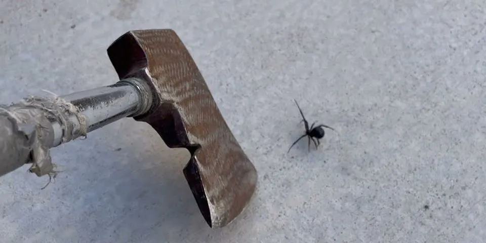 black widow spider là gì - Nghĩa của từ black widow spider