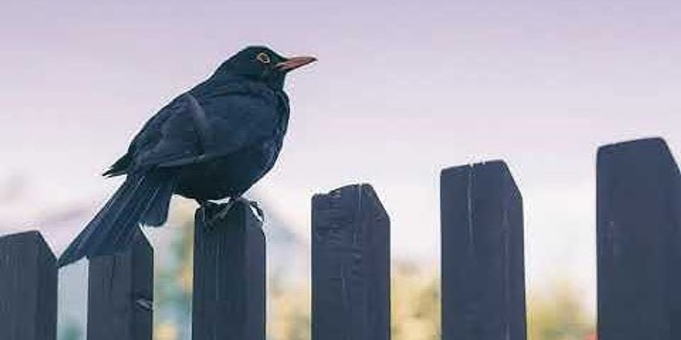 blackbird là gì - Nghĩa của từ blackbird