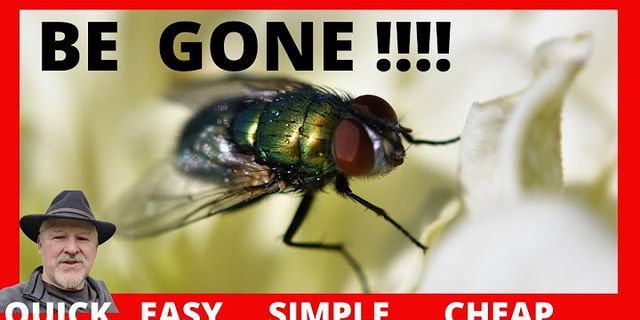 blowflies là gì - Nghĩa của từ blowflies