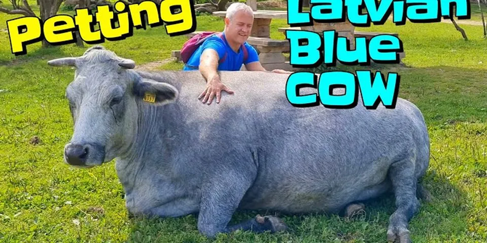 blue cow là gì - Nghĩa của từ blue cow