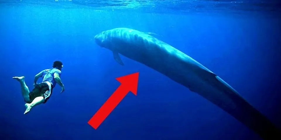 blue whales là gì - Nghĩa của từ blue whales