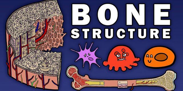bone structure là gì - Nghĩa của từ bone structure