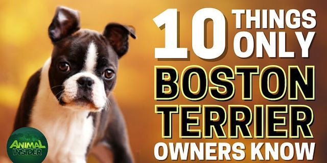 boston terrier là gì - Nghĩa của từ boston terrier