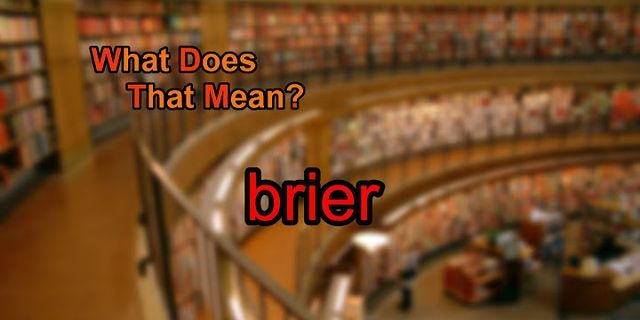 brier là gì - Nghĩa của từ brier