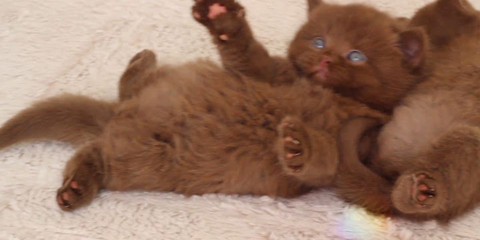 brown kitten là gì - Nghĩa của từ brown kitten