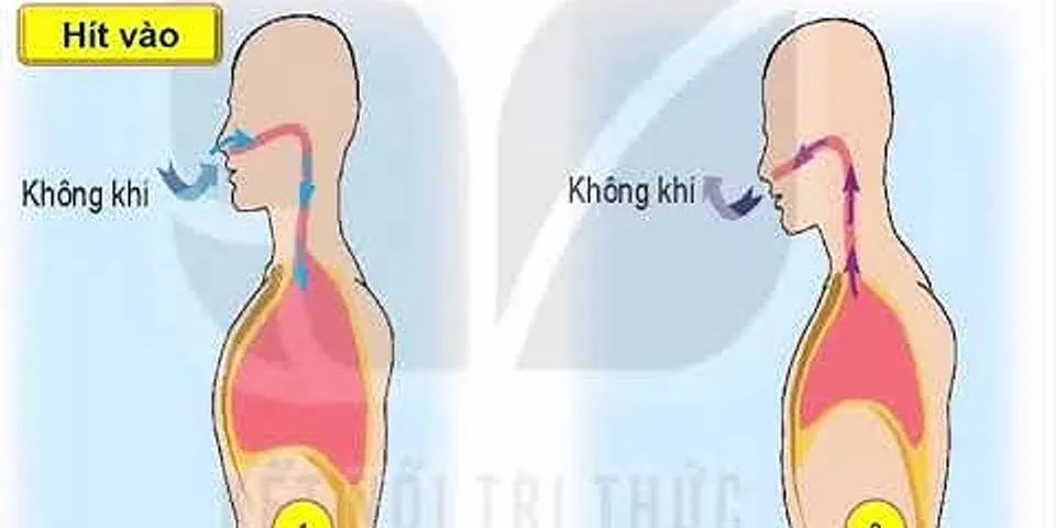 II Các cơ quan trong hệ hô hấp của người và chức năng của chúng - các cơ quan hô hấp