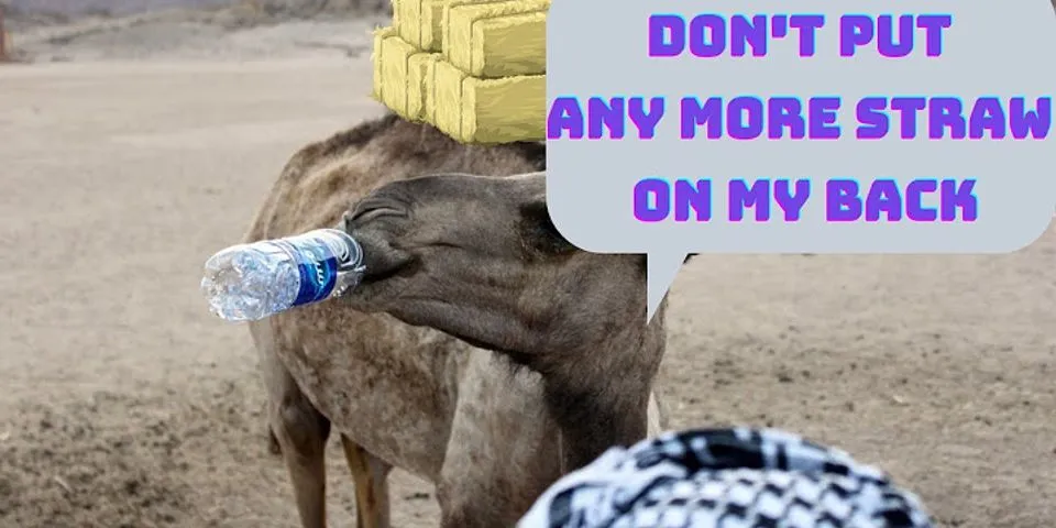 camel back là gì - Nghĩa của từ camel back