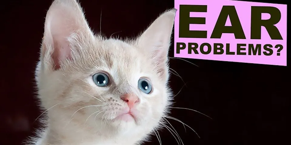 cat ears là gì - Nghĩa của từ cat ears