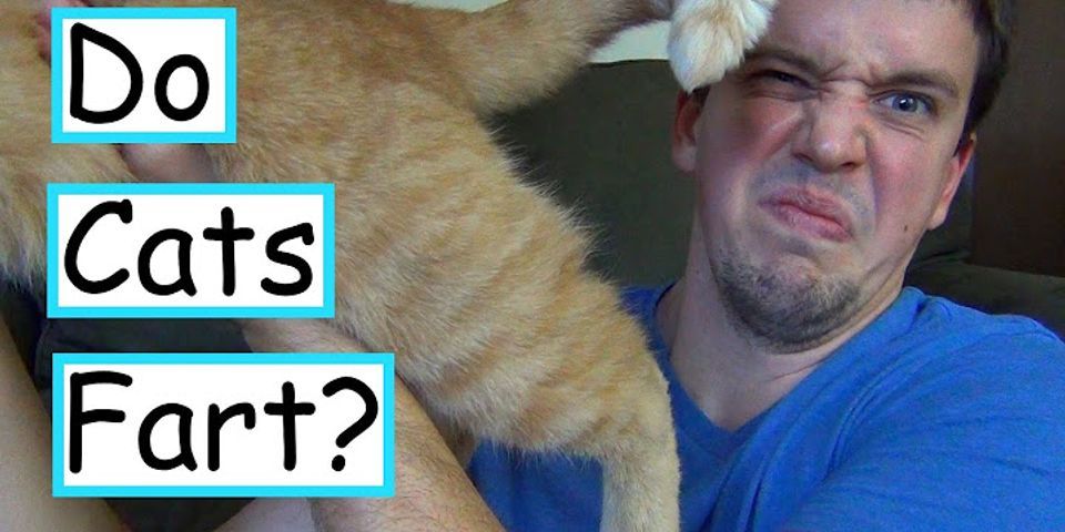 cat farts là gì - Nghĩa của từ cat farts