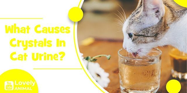 cat urine là gì - Nghĩa của từ cat urine