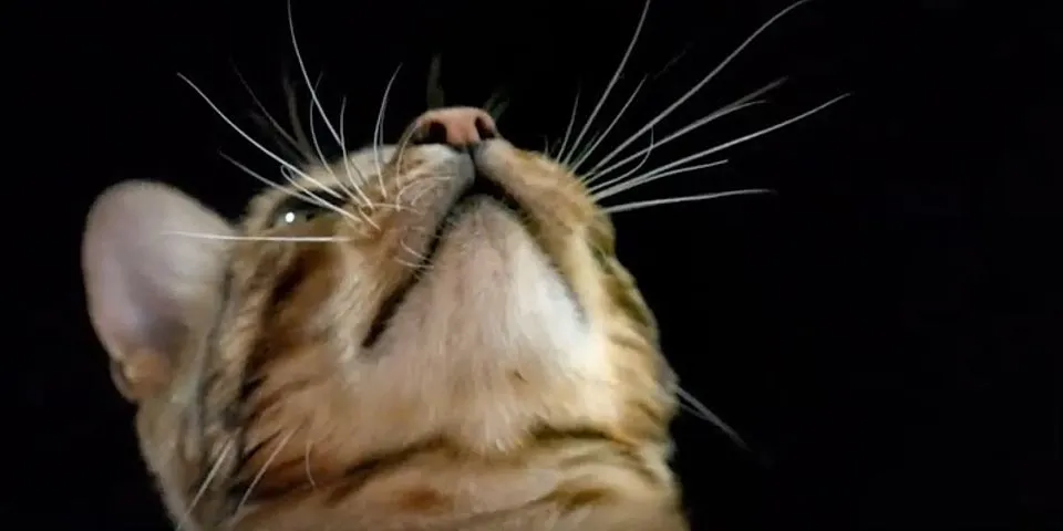 cat whiskers là gì - Nghĩa của từ cat whiskers