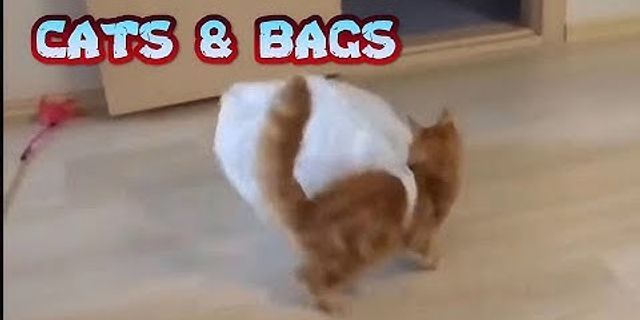 cats in a bag là gì - Nghĩa của từ cats in a bag