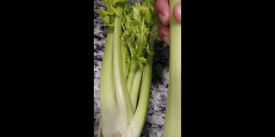 celery stick là gì - Nghĩa của từ celery stick