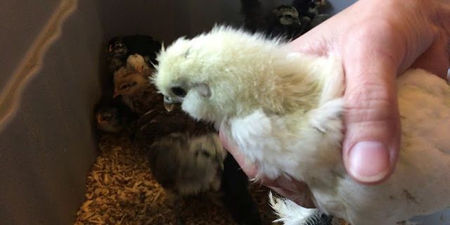 chick chick là gì - Nghĩa của từ chick chick