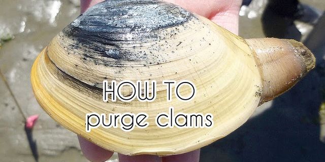 clam bumping là gì - Nghĩa của từ clam bumping