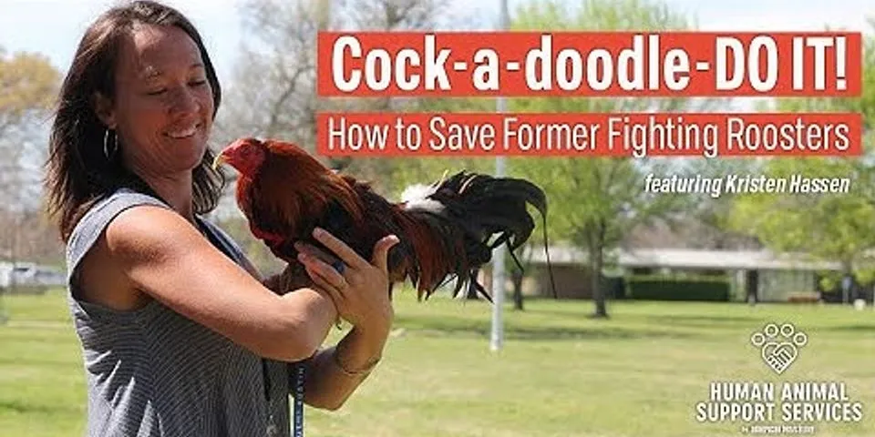 cock fighting là gì - Nghĩa của từ cock fighting