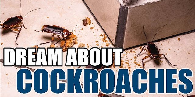 cockroaches là gì - Nghĩa của từ cockroaches