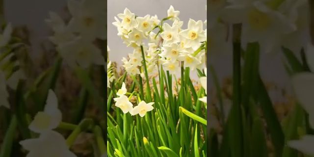 daffodil là gì - Nghĩa của từ daffodil