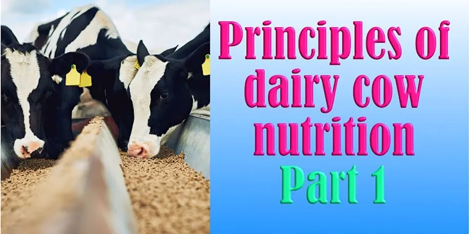 dairy cow là gì - Nghĩa của từ dairy cow