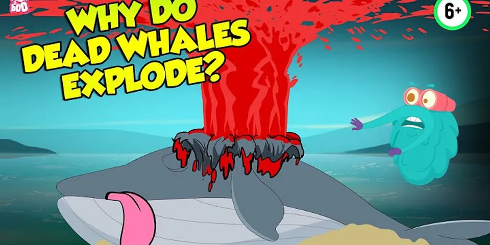 dead whale là gì - Nghĩa của từ dead whale