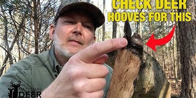 deer hoof là gì - Nghĩa của từ deer hoof