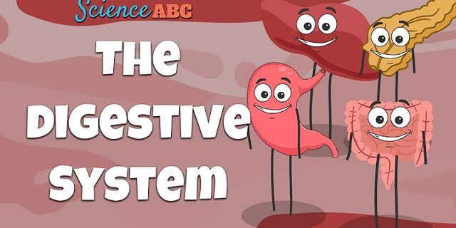 digestive system là gì - Nghĩa của từ digestive system