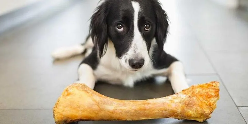 dog and bone là gì - Nghĩa của từ dog and bone